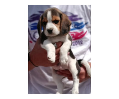Beagle puppies available in Delhi Gurgaon 8570830887