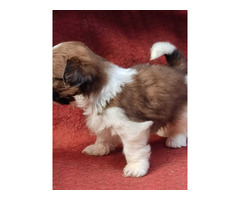 Shih Tzu male puppies available in Delhi Gurgaon Noida location 8570830887