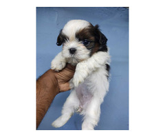 Shih Tzu puppies available 9050682071