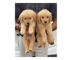 Golden retriever are available 9050682071