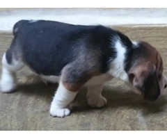 Beagle Male and female available in best price in Delhi Gurgaon Noida location 8570830887