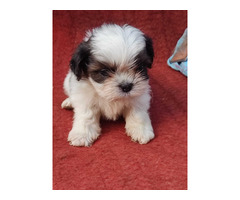 ShihTzu puppies are available 9050682071