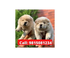 Chow chow puppy available for sale in Jalandhar city.call 9815081234