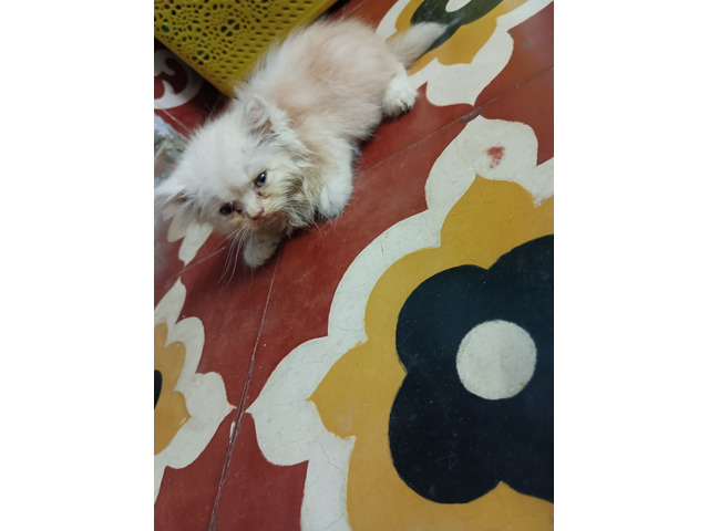 Very active kitten (pure breed persian) - 1/1