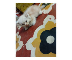Very active kitten (pure breed persian)