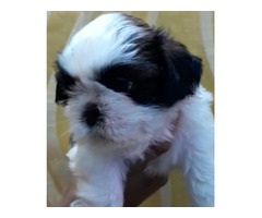 Shih Tzu puppy available in Delhi Gurgaon NCR 9729339080