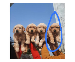 Golden Retriever puppies available in Delhi Gurgaon Noida location 8570830887 - 1