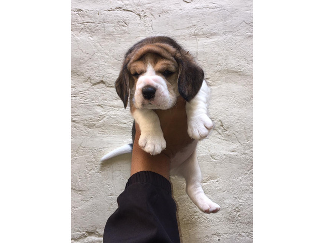 Beagle male & female puppies are available 9050682071 - 1/1