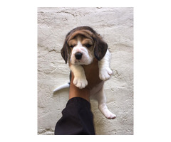 Beagle male & female puppies are available 9050682071