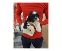 Shih tzu puppies are available 9050682071