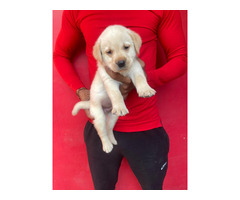Labrador puppies are available 9050682071