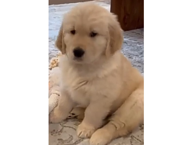Golden retriever puppy available in Delhi Gurgaon 9729339080 - 1/1