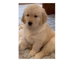 Golden retriever puppy available in Delhi Gurgaon 9729339080