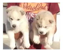 Siberian husky Male and female available in Delhi Gurgaon location contact 8570830887