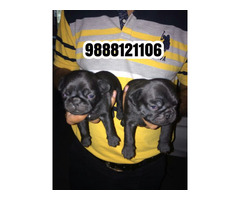 Pug puppy available call 9888121106 pet shop jalandhar pet shop onlne - 1