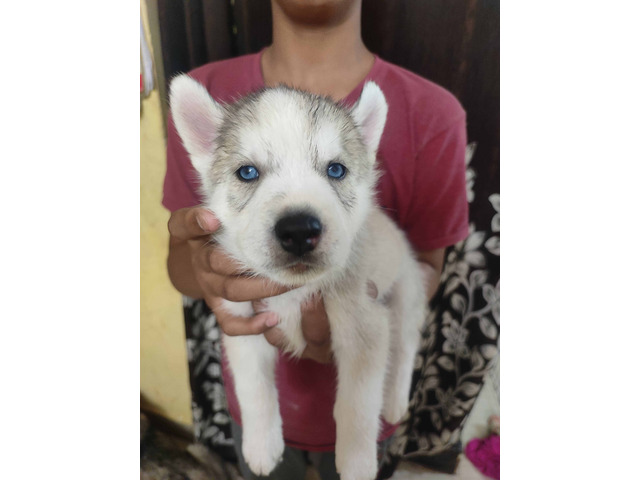 Siberian husky in 37000 you can buy it blue eyes - 1/1