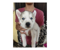 Siberian husky in 37000 you can buy it blue eyes