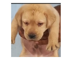 Labrador puppy available in Delhi Gurgaon Noida location 8570830887