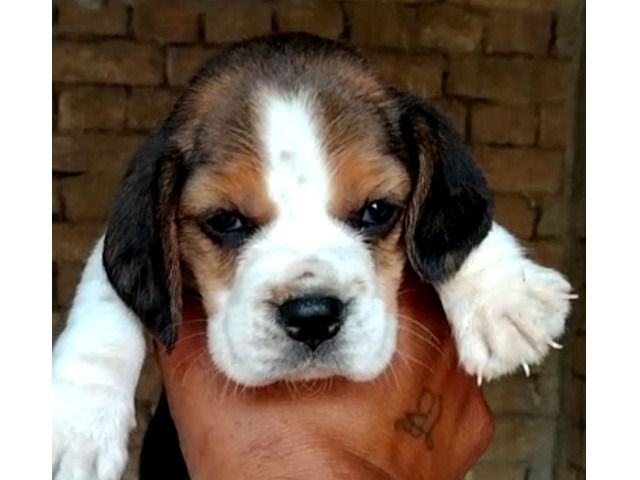 Beagle Male and female available in best price in Delhi Gurgaon Noida location 8570830887 - 1/1