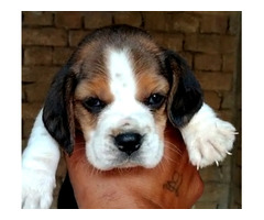Beagle Male and female available in best price in Delhi Gurgaon Noida location 8570830887
