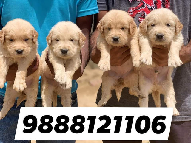 Golden Retriver puppy available call 9888121106 pet shop dog store jalandhar - 1/1