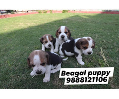 Beagal puppy buy and sell in jalandhar city pet shop 9888121106 - 1
