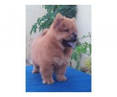 Chow Chow Puppies for Sale in Sanghera, Buy Online, Price