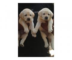 Labrador Puppies Available in pune thane - 1