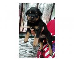Rottweiler Puppy for sale in pune , thane, mumbai - 1