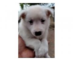 Pomeranian Puppy for sale in malerkotla punjab