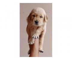 Golden retriever male and female puppy available - 1