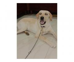 Labrador available for sell