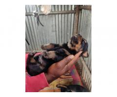 Rottweiler Dog Puppy for sale - 2