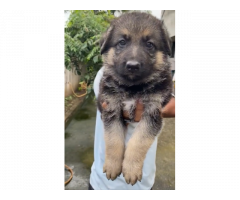 German shepherd female puppies available for sale
