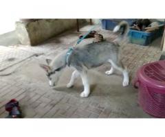 Husky male puppy Available in KALYAN mumbai