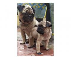 Pug male puppy available for sale in Ambajogai - 1