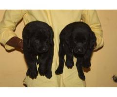 Labrador Available for sale in nashik