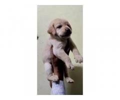 lab female puppies available - 1