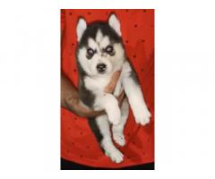 Husky male and female available for sale chandigarh - 1