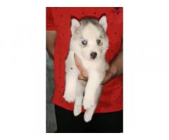 Husky male and female available for sale chandigarh - 2