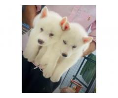 Husky Puppy for sale in patiala