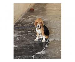 Beagle male for Sale amritsar