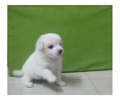 Very active puppy for sales, milkwhite,and 6 fingers
