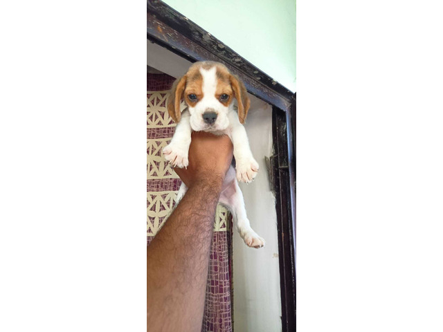 Trust Kennel Beagle Puppies For Sell Delhi - 1/1