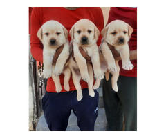 Labrador Puppies For Sale Delhi