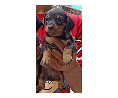 Trust Kennel Dachshunds Puppies Available Here Delhi