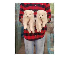 Beautiful Culture Pom Puppies For Sell Delhi