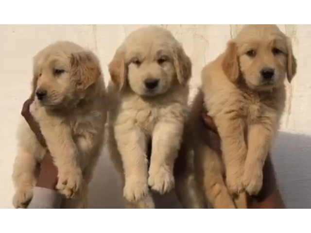 Golden Retriever Male puppy available in NCR area 8570830887 - 1/1