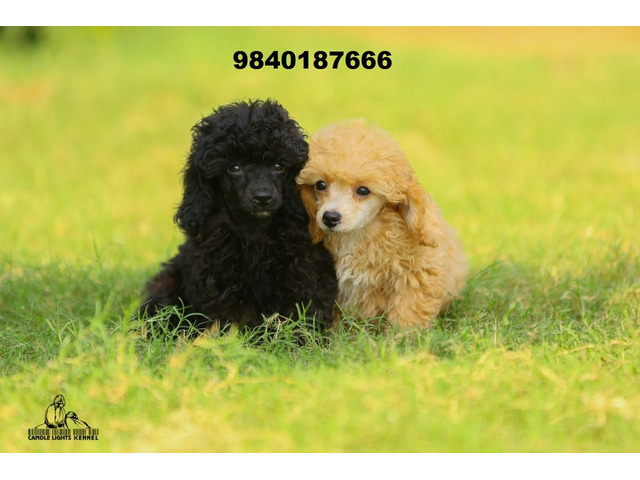 toy poodle puppies available in chennai 9840187666 - 1/1
