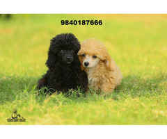 toy poodle puppies available in chennai 9840187666